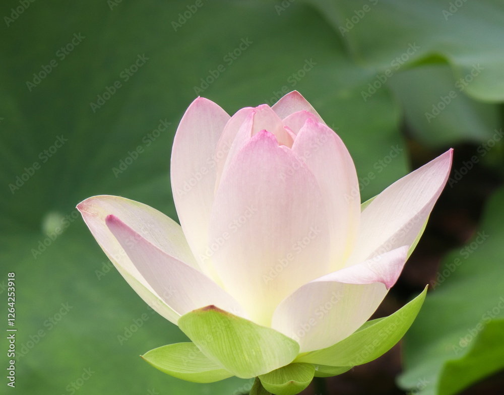 lotus flower lotus flower
