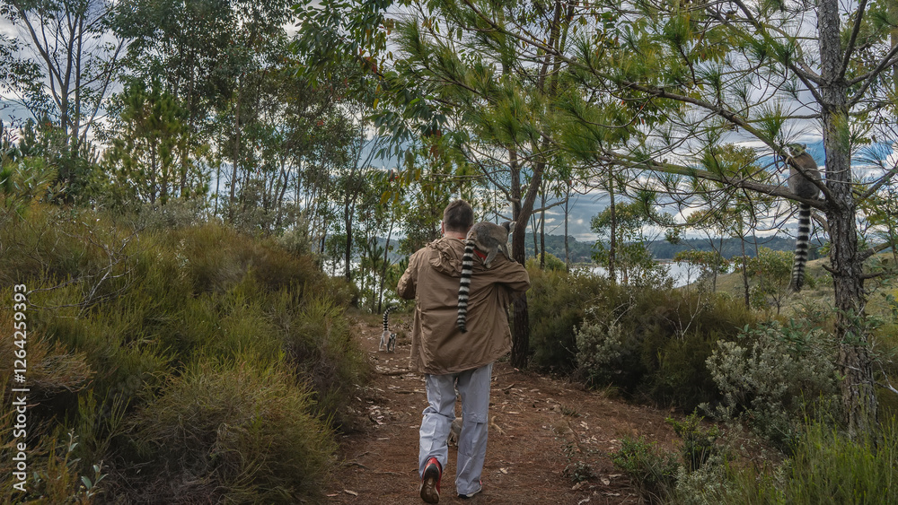 Naklejka premium A man walks along a dirt red soil path. A ring-tailed lemur catta sits on his shoulder. View from the back. Tall grass on the roadsides. Trees against the sky and clouds. Madagascar. Nosy Soa Park