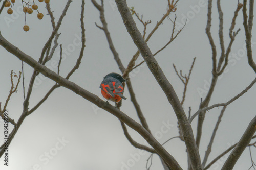 Scarlet Minivet on the branch photo