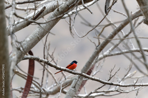 Scarlet Minivet on the branch photo