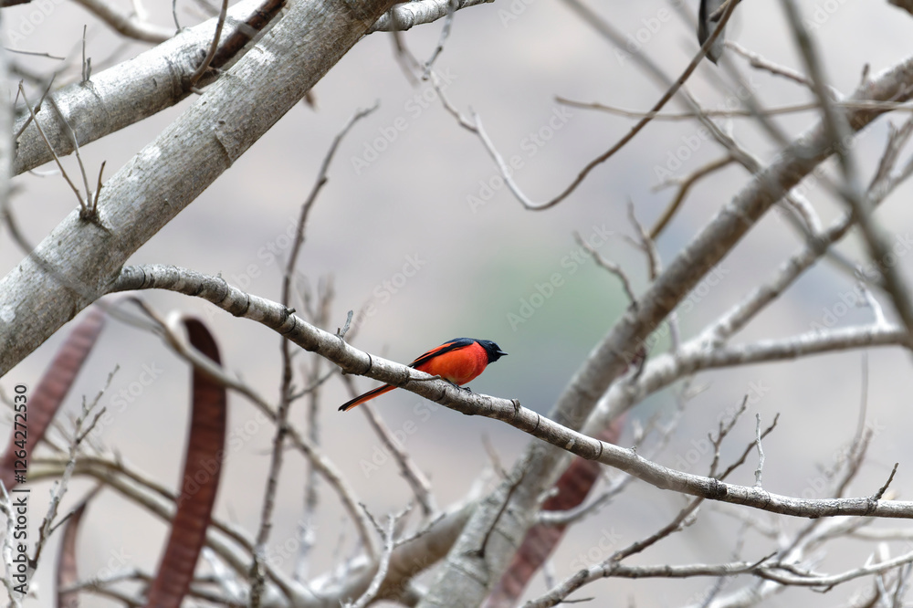 Scarlet Minivet on the branch Scarlet Minivet on the branch