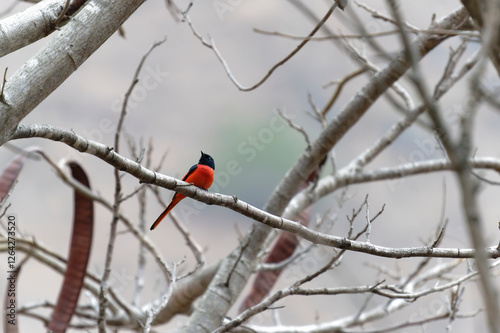 Scarlet Minivet on the branch photo