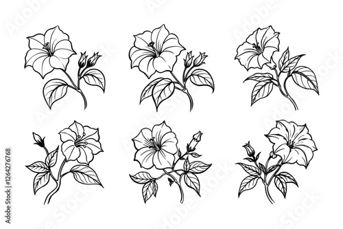 Four O’Clock (Mirabilis jalapa) line art vector illustraion