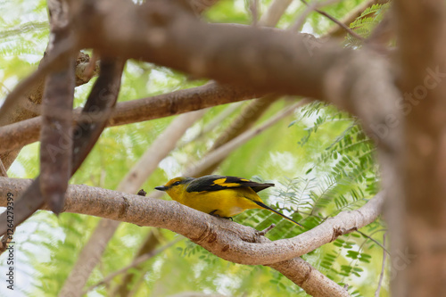 Scarlet Minivet on the branch photo