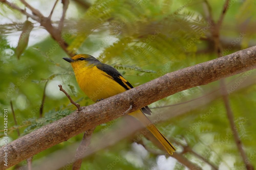 Scarlet Minivet on the branch Scarlet Minivet on the branch