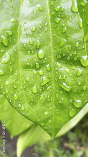 Macro Close Up Betel Green Leaves After The Rain With Morning Dew Drops