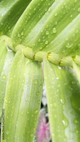 Orchid Green Leaves After The Rain With Morning Dew Drops
