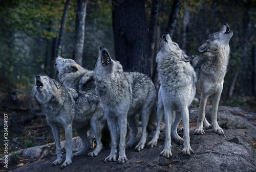 Eastern timber wolves howling on a rock.