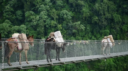 Bridge while Trekking in Nepal, Donkeys Carrying Bags as Porters for Hikers in the Himalayas Mountains, Tall Long and High Jhinu Danda Suspension Bridge in Annapurna Region with Beautiful Scenery photo