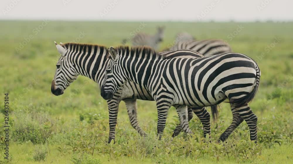 Slow Motion Zebra Herd Walking in Serengeti in Africa in Tanzania, Large Herd of Lots of Zebras during Migration, Migrating in Serengeti National Park Plains on African Animals Wildlife Safari