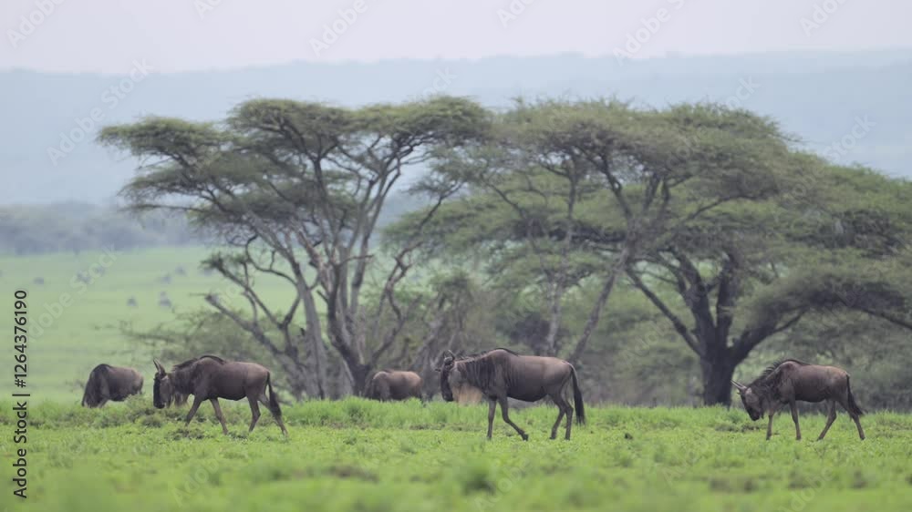 Slwo Motion Wildebeest Walking in Serengeti Plains in Africa in Tanzania, Wildebeest Herds Migrating on Migration Past Trees in the Serengeti National Park Plains Scenery in Beautiful Forest Landscape Slwo Motion Wildebeest Walking in Serengeti Plains in Africa in Tanzania, Wildebeest Herds Migrating on Migration Past Trees in the Serengeti National Park Plains Scenery in Beautiful Forest Landscape