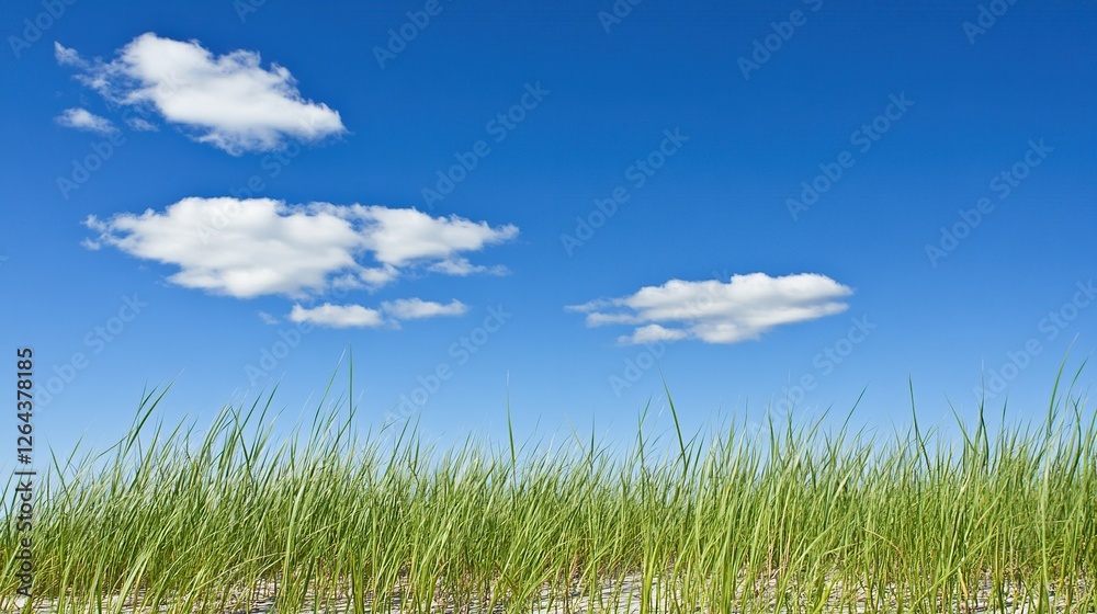 Vibrant green grass under a clear blue sky with fluffy clouds; nature scene Vibrant green grass under a clear blue sky with fluffy clouds; nature scene