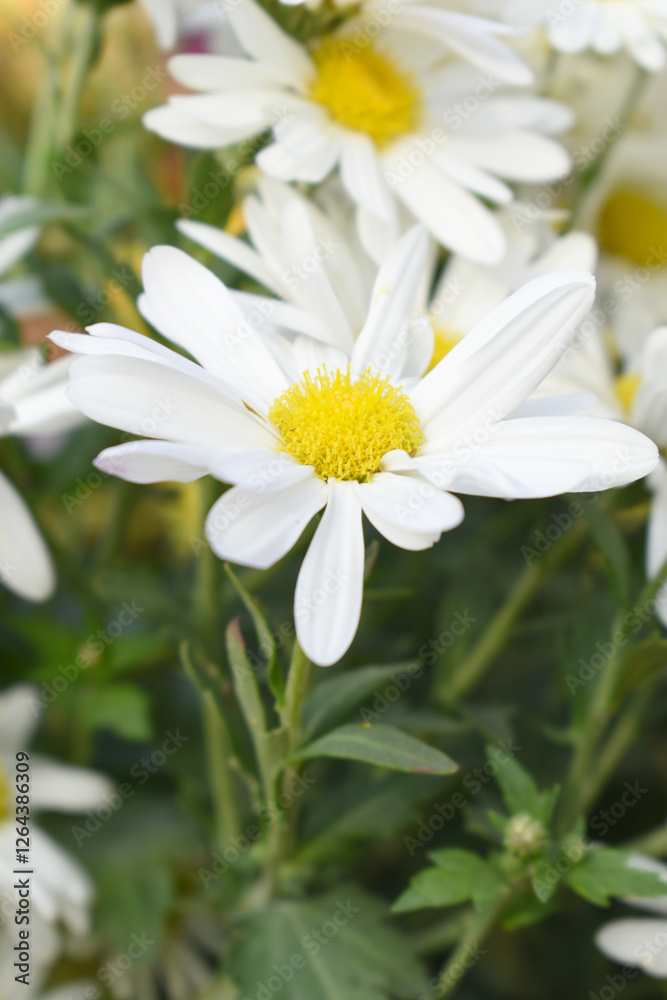 white Common daisy beautiful flowers with blur green background in garden, White beautiful daisies on a field in green grass, Oxeye daisy, Leucanthemum vulgare, Daisies, Dox-eye, Dog daisy in nature white Common daisy beautiful flowers with blur green background in garden, White beautiful daisies on a field in green grass, Oxeye daisy, Leucanthemum vulgare, Daisies, Dox-eye, Dog daisy in nature