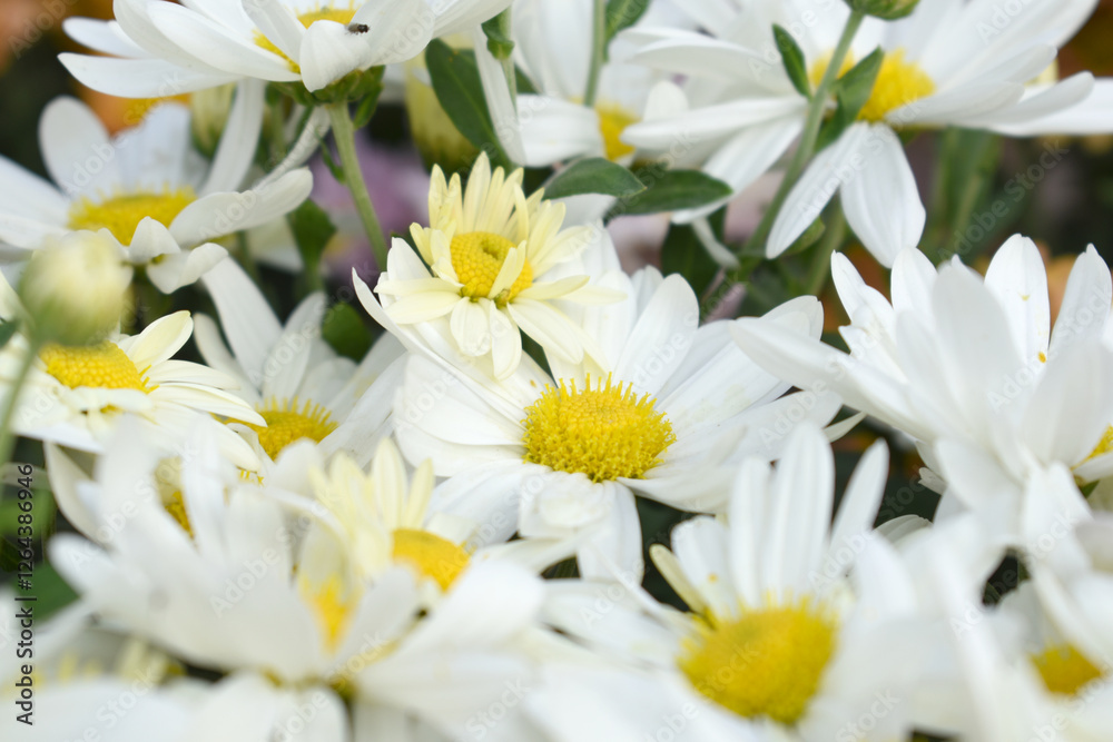 white Common daisy beautiful flowers with blur green background in garden, White beautiful daisies on a field in green grass, Oxeye daisy, Leucanthemum vulgare, Daisies, Dox-eye, Dog daisy in nature white Common daisy beautiful flowers with blur green background in garden, White beautiful daisies on a field in green grass, Oxeye daisy, Leucanthemum vulgare, Daisies, Dox-eye, Dog daisy in nature