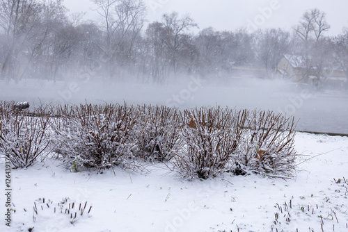 Snow-covered bushes in a misty winter park