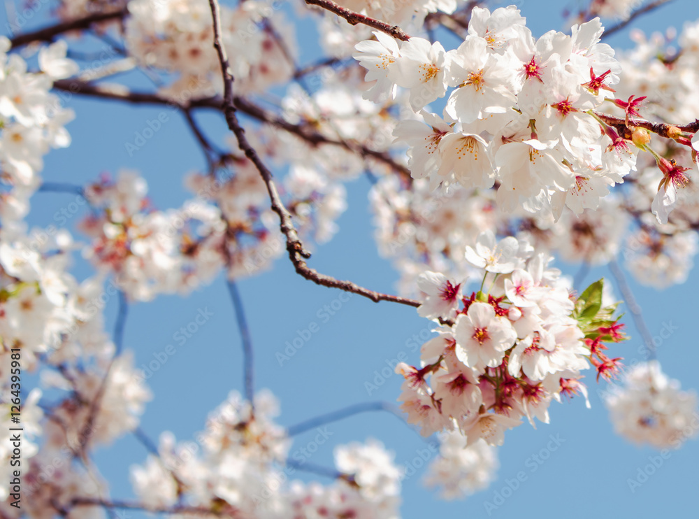 ソメイヨシノ桜10 ソメイヨシノ桜10