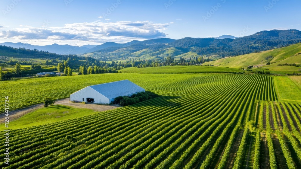 Fototapeta premium Verdant Vineyard Landscape with Lush Green Rows Against a Mountainous Backdrop