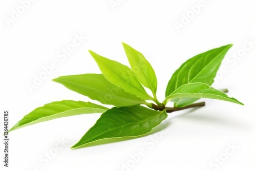 Green tea leaf plant white background.