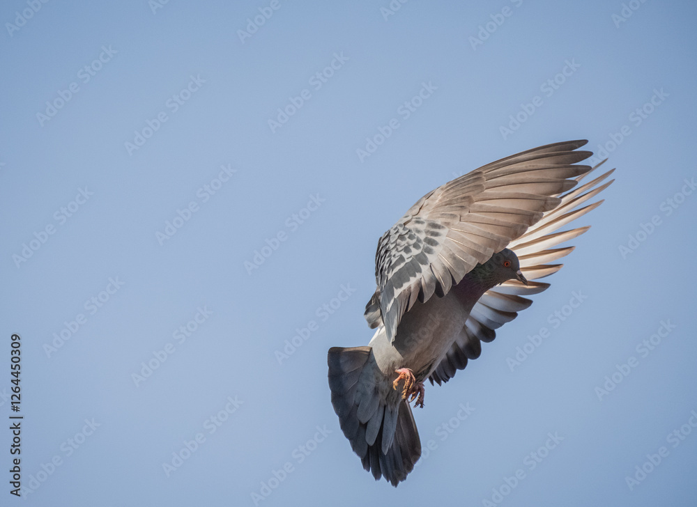 Pigeon caught on camera at the moment of landing
Pigeon caught on camera at the moment of landing