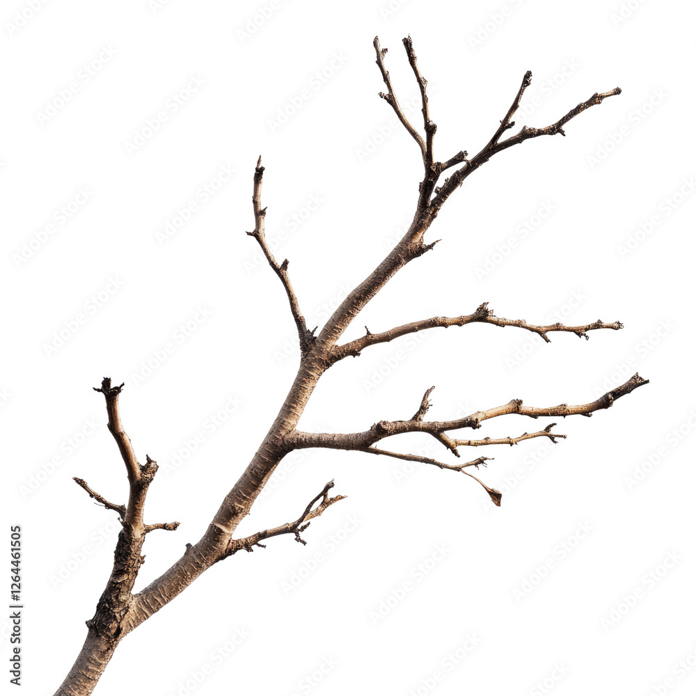 A dry tree branch isolated on a white background, transparent, alpha background png A dry tree branch isolated on a white background, transparent, alpha background png