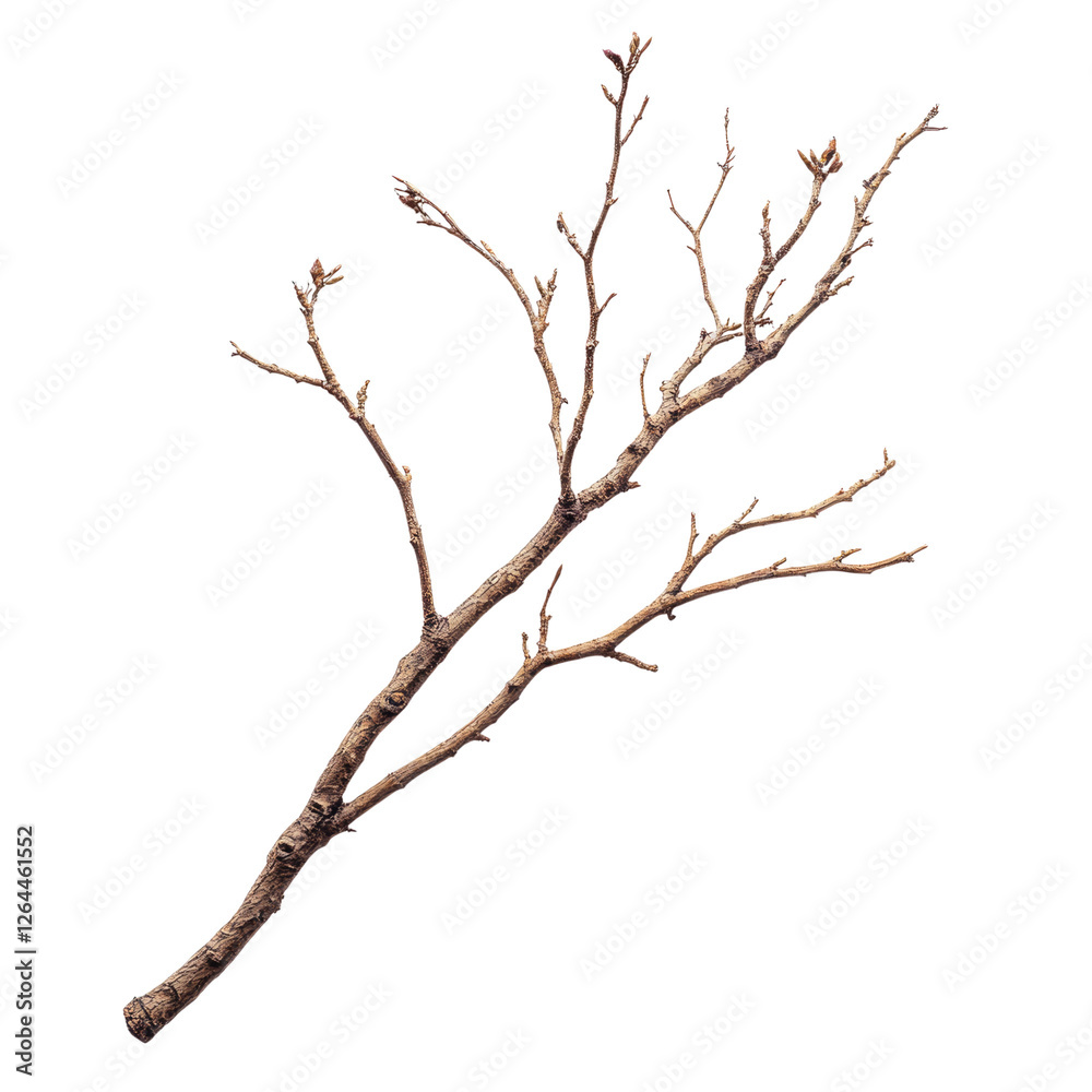 A dry tree branch isolated on a white background, transparent, alpha background png A dry tree branch isolated on a white background, transparent, alpha background png