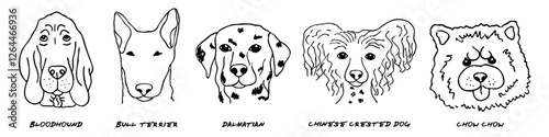 Doodle heads of different breeds dogs set. Bloodhound, bull terrier, dalmatian, chinese crested dog, chow chow