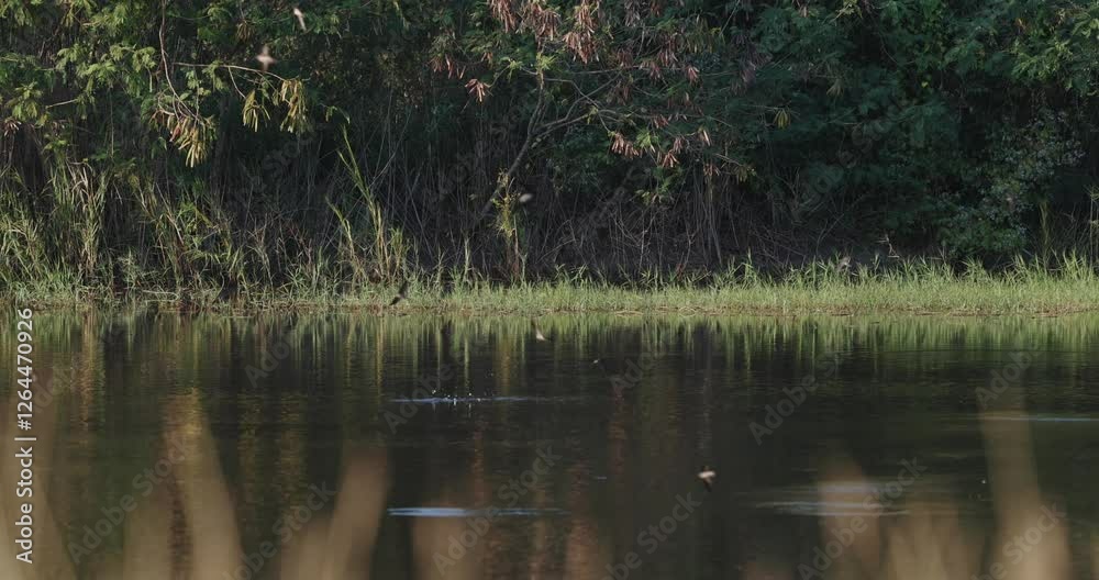 Swallows gracefully glide over a serene pond at sunset, slow motion. A perfect blend of nature and tranquility. Swallows gracefully glide over a serene pond at sunset, slow motion. A perfect blend of nature and tranquility.