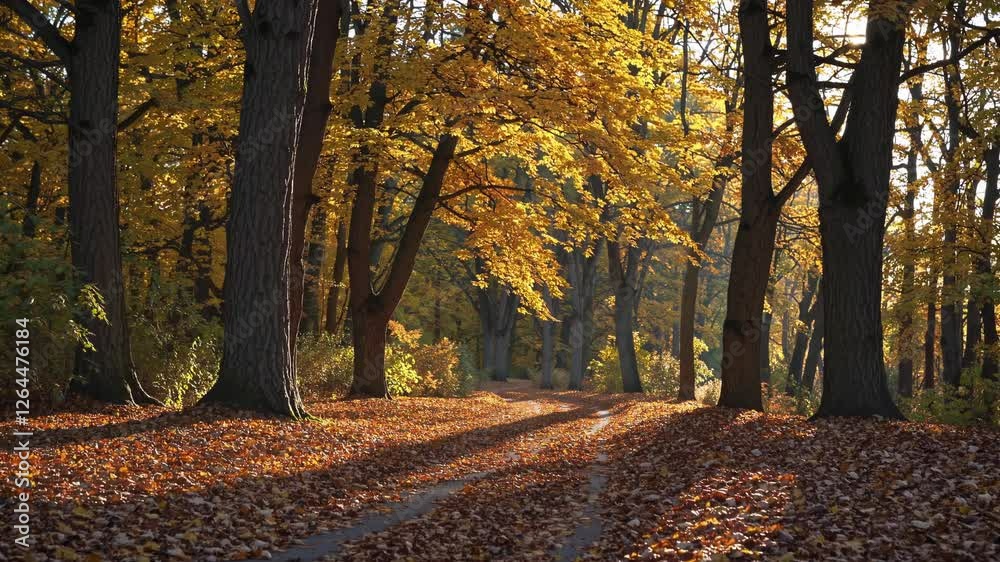 Sunny autumn countryside road lined with golden trees. Sunny autumn countryside road lined with golden trees.