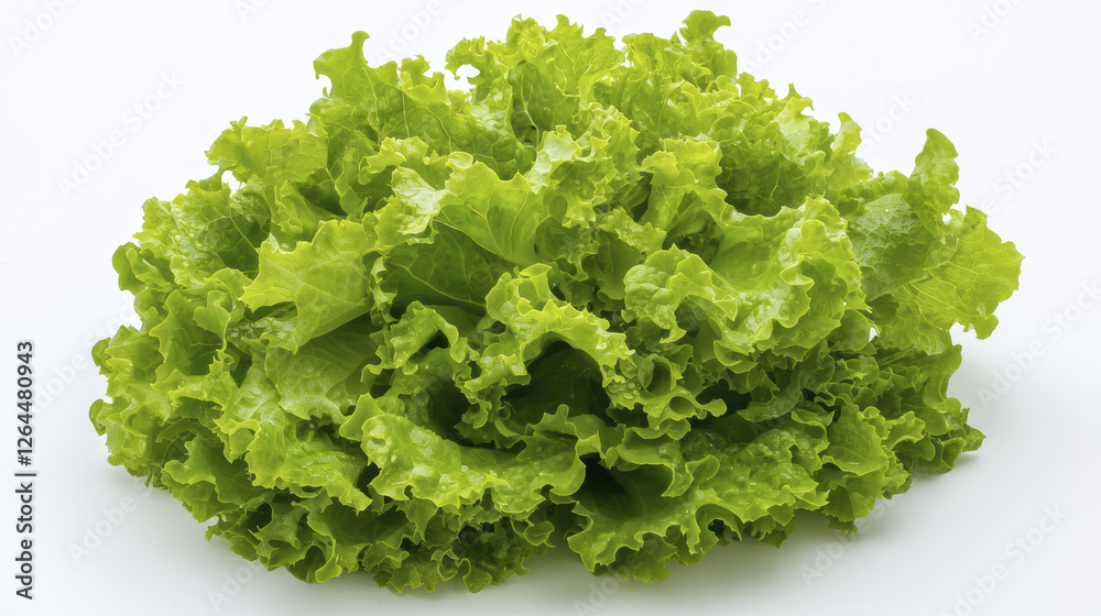 Fresh green lettuce with crisp, curly leaves, perfect for salads and garnishes Fresh green lettuce with crisp, curly leaves, perfect for salads and garnishes
