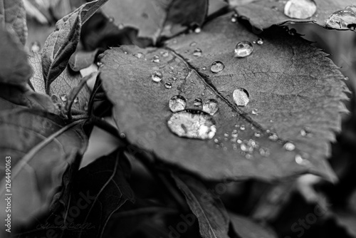 Gotas despues de la lluvia 03