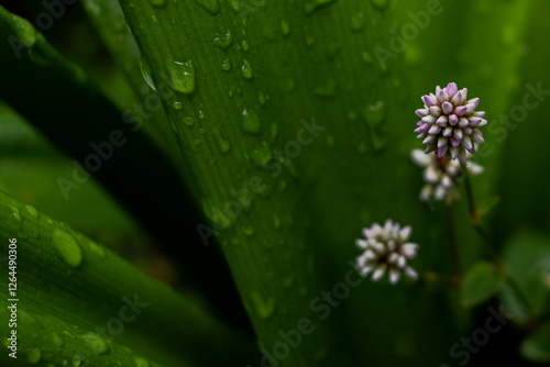 Cebolla silvestre flor