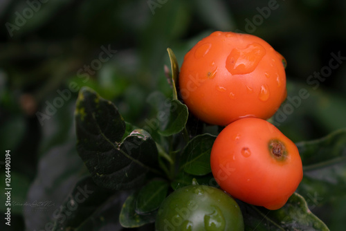 fruto de mirto 03