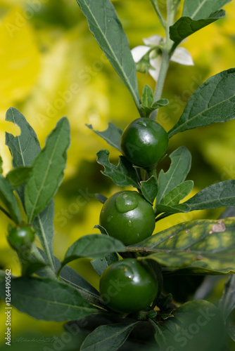 fruto de mirto 01