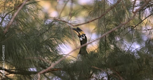 A solitary hornbill bird is gracefully perched among intertwining tree branches, completely enveloped by abundant, lush green foliage that frames its natural elegance in the wild.