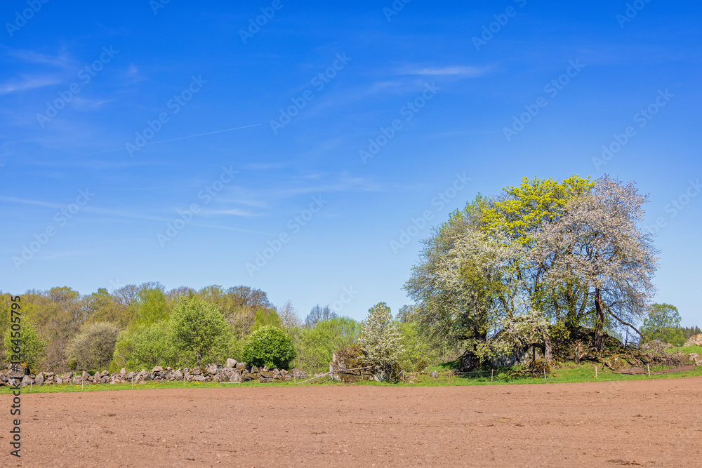 Lush green trees by a field in the countryside on a sunny spring day Lush green trees by a field in the countryside on a sunny spring day
