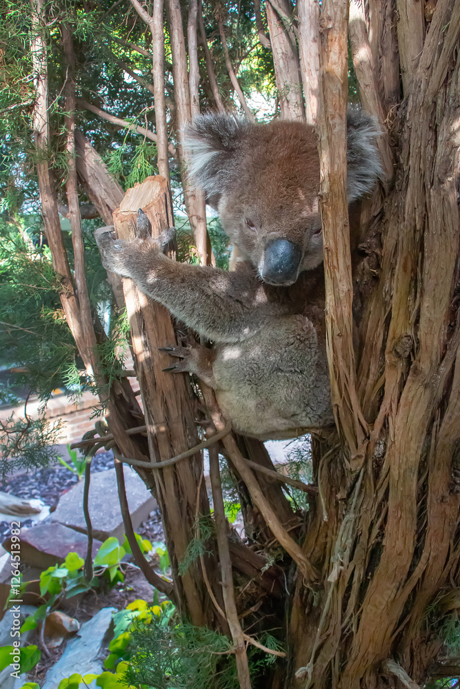 Fototapeta premium Cute koala close-up resting in a tree, showcasing its fluffy fur, expressive face, and natural habitat in Australia