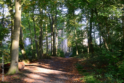 Trail in Autumn in the Forest Klosterwald in the Town Loccum, Lower Saxony photo