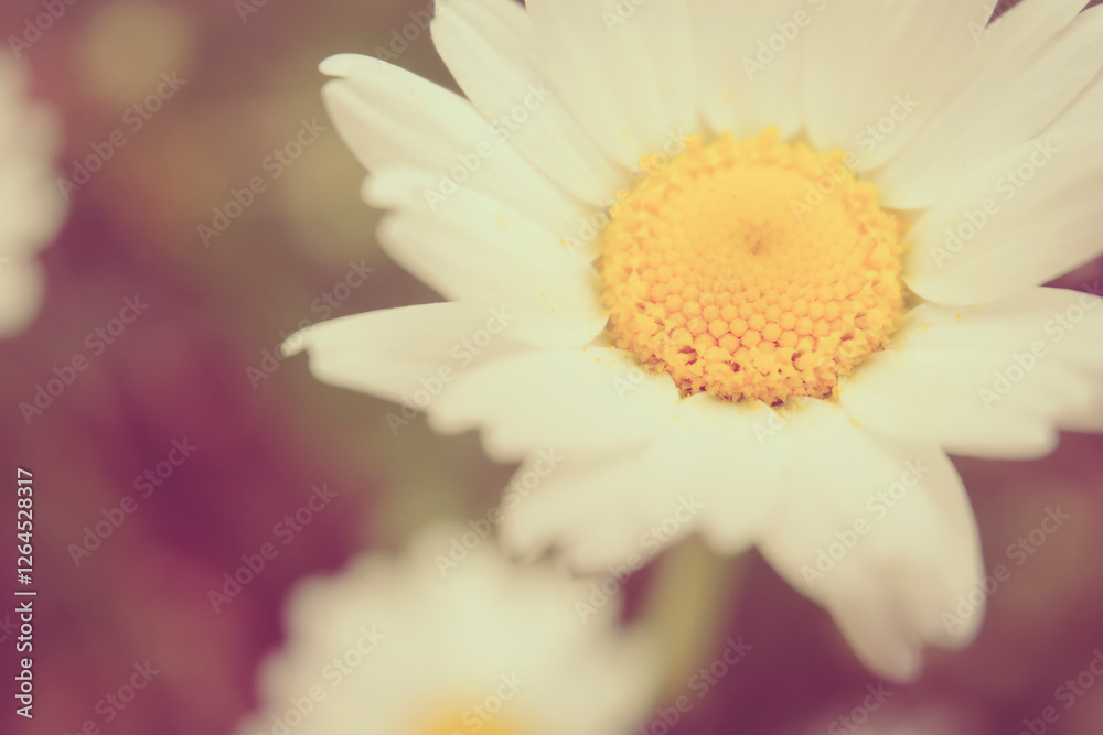 Daisy Flower Macro Closeup Petals Defocussed Background Beautiful Delicate Nature Copy Space Idea Daisy Flower Macro Closeup Petals Defocussed Background Beautiful Delicate Nature Copy Space Idea