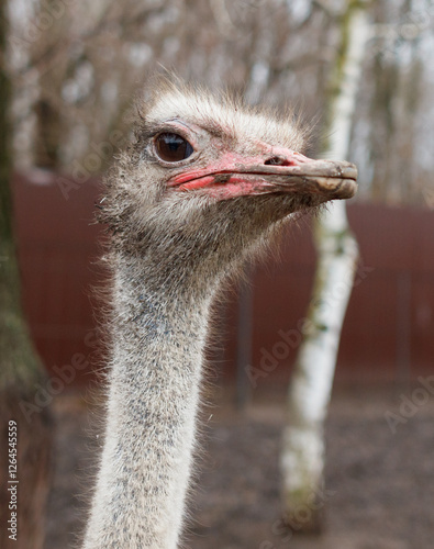A large ostrich with a red beak and red eyes photo