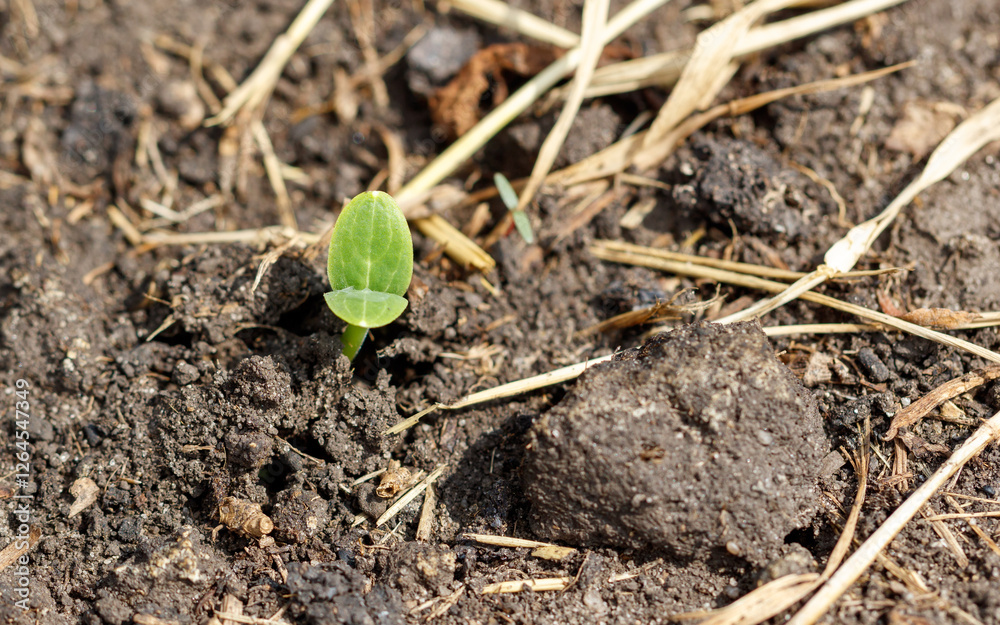 A small green plant is growing in the dirt A small green plant is growing in the dirt