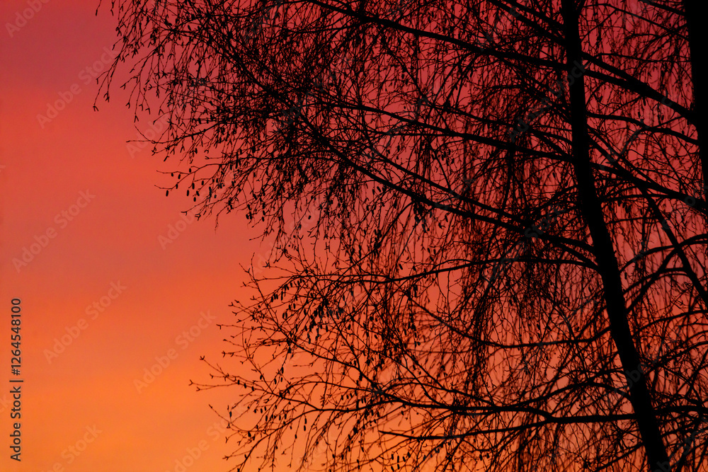 A tree with its branches silhouetted against a red and orange sky A tree with its branches silhouetted against a red and orange sky