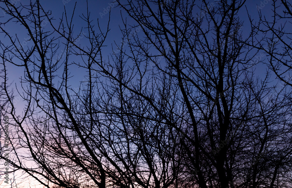 A tree with no leaves is silhouetted against a blue sky A tree with no leaves is silhouetted against a blue sky