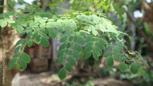 daun kelor or Moringa oleifera, Moringa leaves on tree