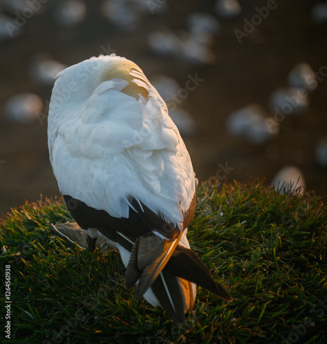 Obraz na płótnie Sleeping gannet on cliff at sunset. Muriwai Beach Gannet Colony. Auckland. w salonie