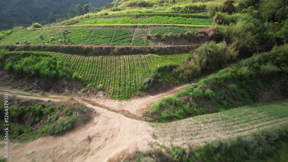 Lush green Venezuelan mountain farms with winding dirt roads and rustic structures Lush green Venezuelan mountain farms with winding dirt roads and rustic structures
