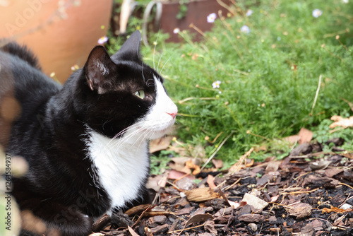 black and white cat sitting in garden