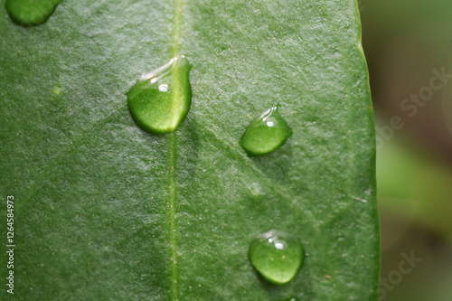macro leaf with water drops