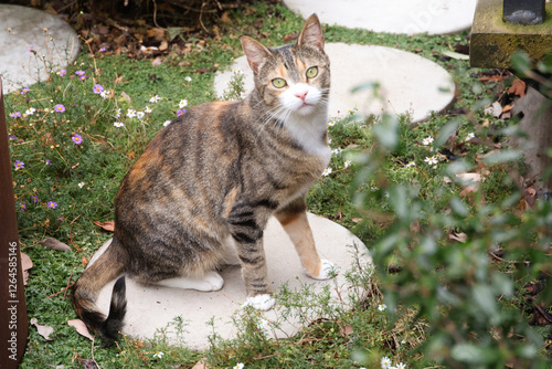 tabby calico cat sitting in garden