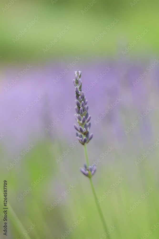 Obraz premium ラベンダーの花 つぼみ