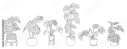 Set of Monstera Houseplants outline drawings. Indoor exotic flowers in pots line art for home interior plans, design. Vector illustrations isolated on transparent background.